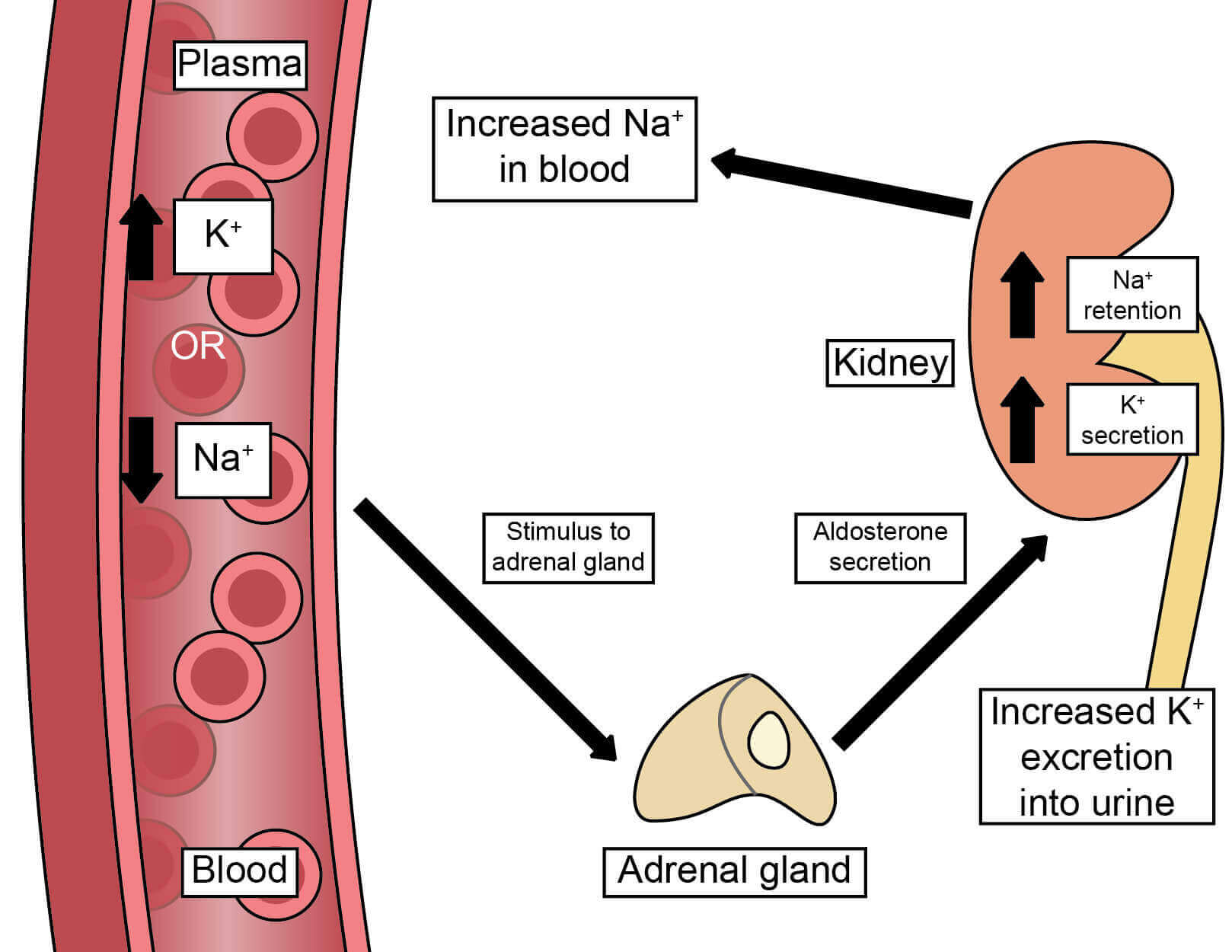 The kidney is the primary driver of electrolyte balance in the blood