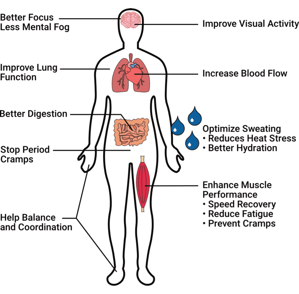 Krampade potassium helps every organ system in the body improving cardiovascular health, mental health, pulmonary health, gut health, muscle health, cramp relief, menstrual cramp relief, athletic performance, diabetes help, weight loss aid, increase metabolic rate