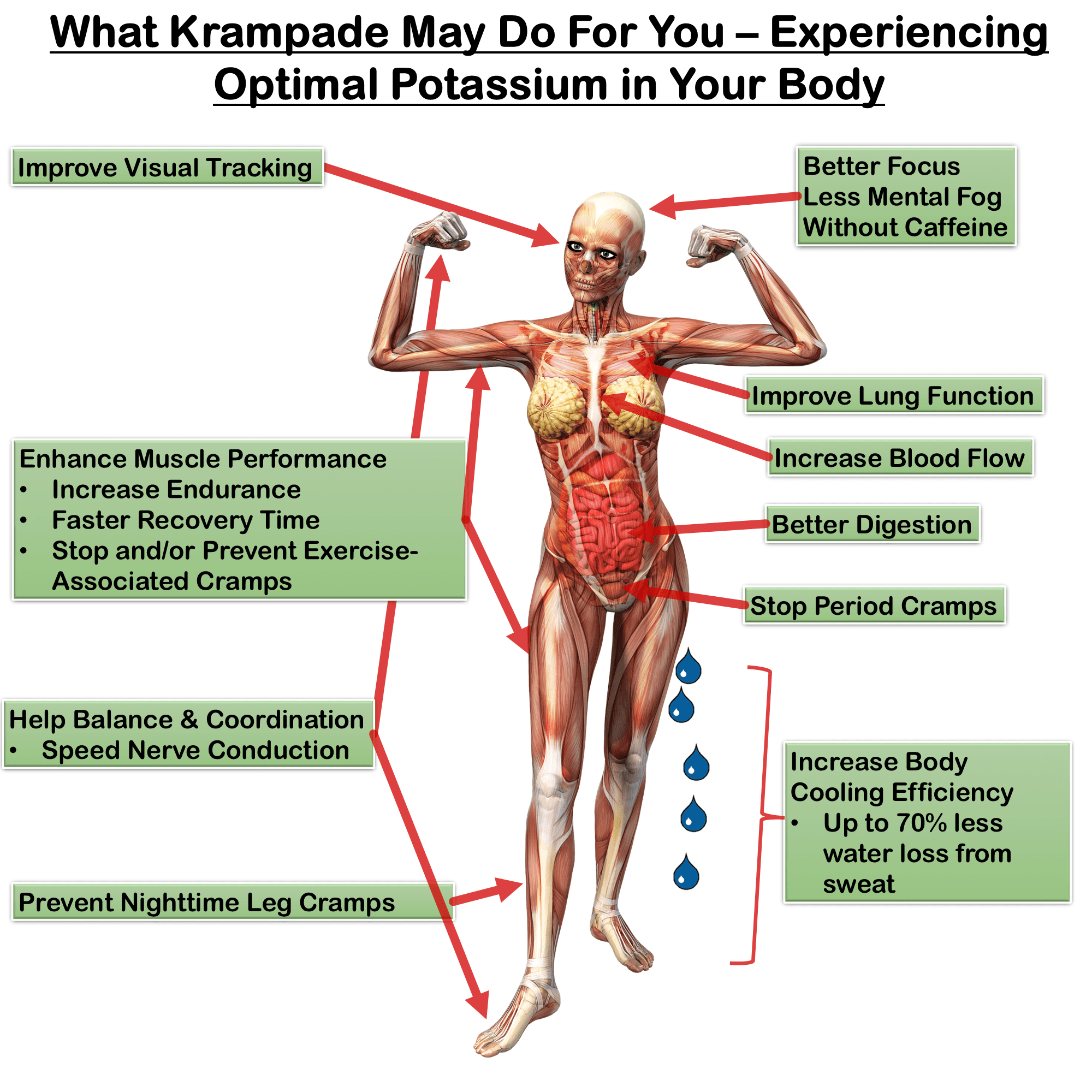 Potassium Enhances Overall Health, Stops Cramps, Menstrual Cramp Relief, increase performance, enhance cognition and focus, reduce heat stress