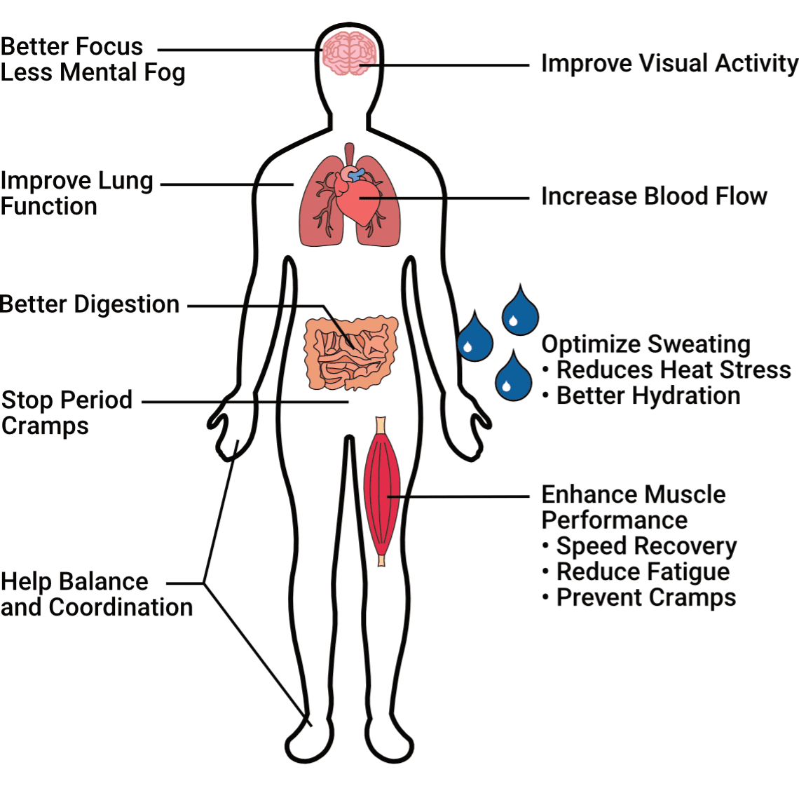 Krampade potassium helps every organ system in the body improving cardiovascular health, mental health, pulmonary health, gut health, muscle health, cramp relief, menstrual cramp relief, athletic performance, diabetes help, weight loss aid, increase metabolic rate